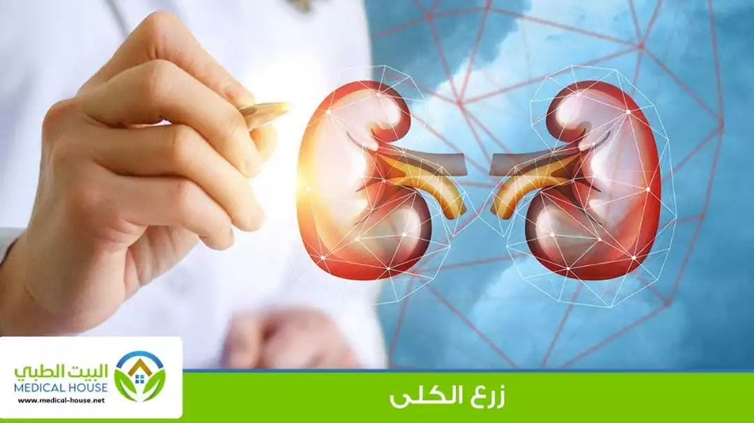 زراعة الكلى
